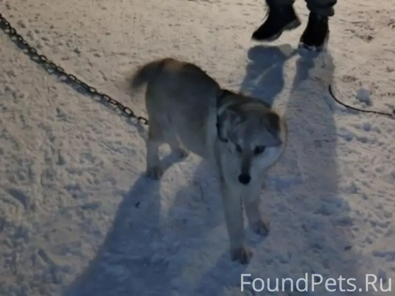 Пропал метис хаски Лорд, Мыски