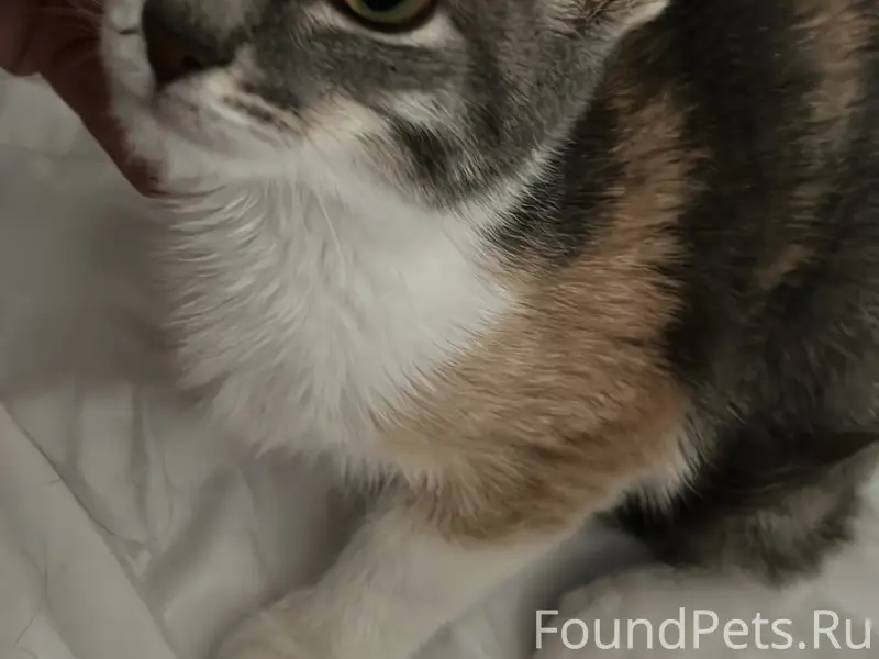 Пропала кошка