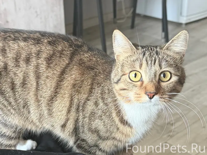 Пропала кошка, г. Орёл, Садово-Пушкарная