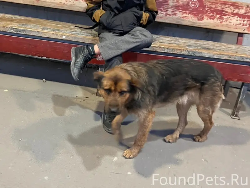 Найденна собака, Симферополь