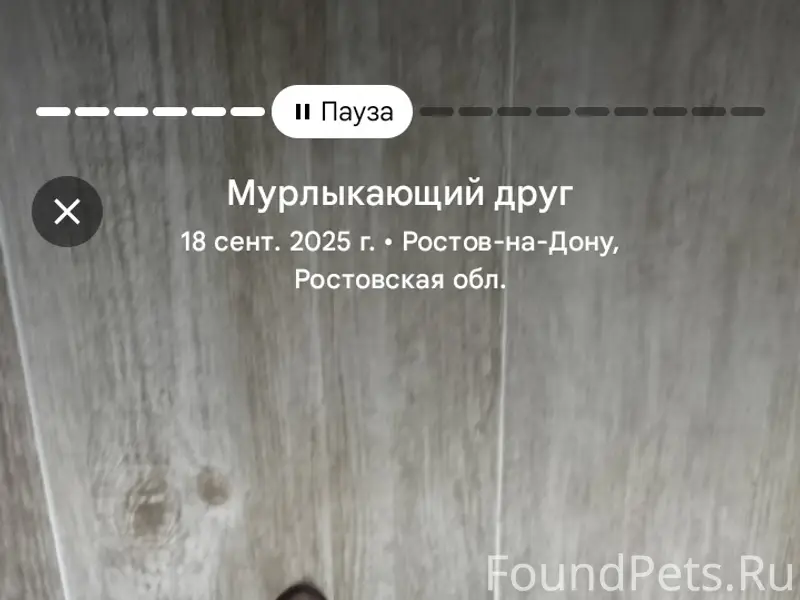 Пропала кошка Муся, район ул. Портовая