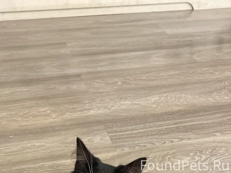 Пропал кот Иосиф, деревня Горяны