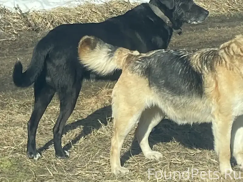 Найден кобель, чёрная собака с белым, Салтановка
