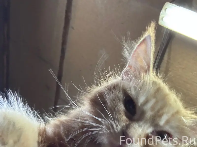 Найдена рыжая кошка, Западная, район 3 школы