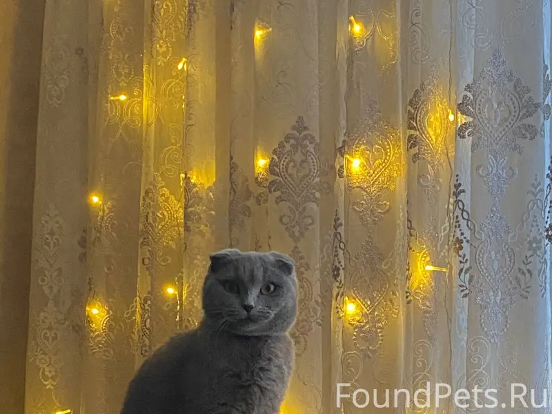 Пропала вислоухая шотландская Дейзи, Щигры