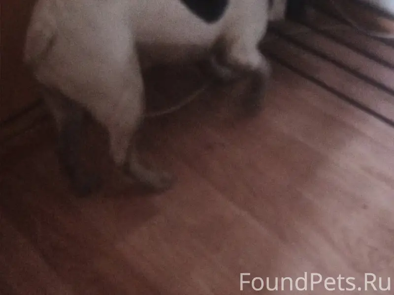 Найден французский бульдог, стеклозавод, Улан-Удэ