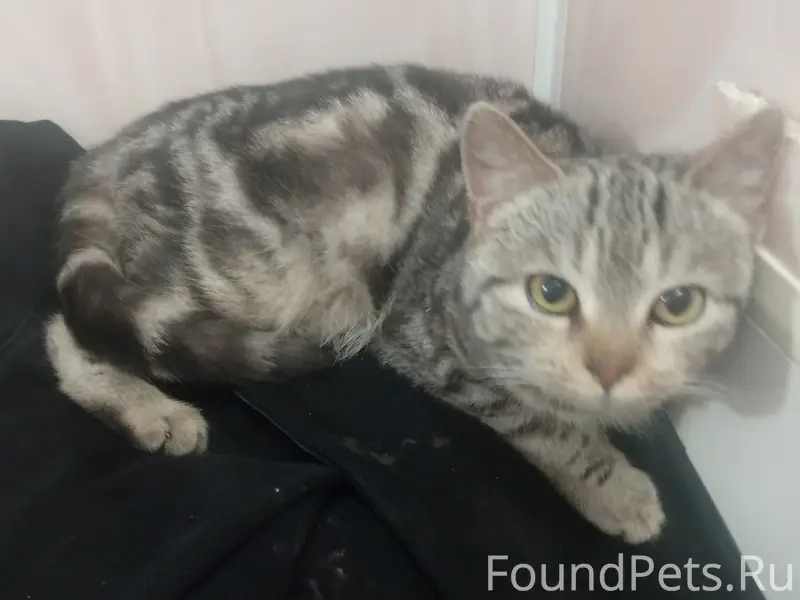 Найдена кошка, Нижнекамск