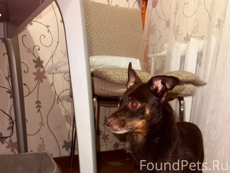 Найден той-терьер, р-н Доброе