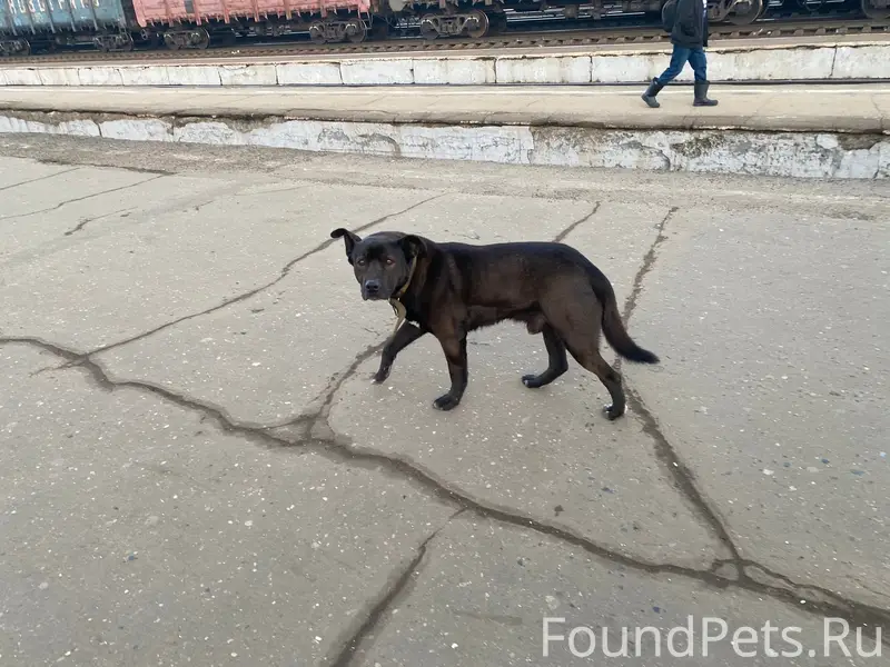 Пропал пёс, Александров