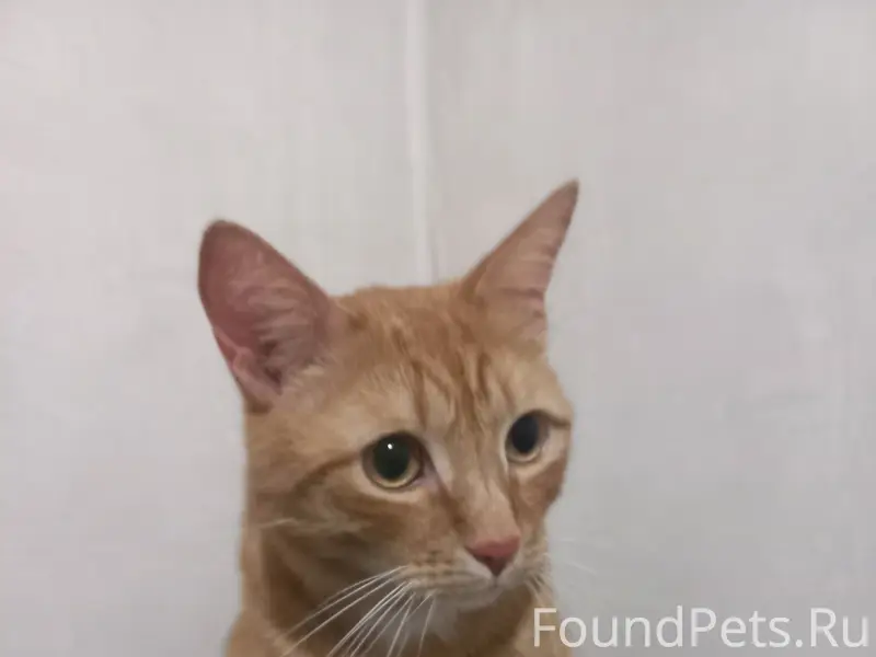 Найден кот, Черняховского 32
