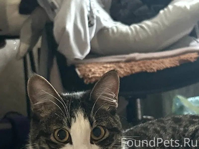 Пропал кот по кличке Эскель