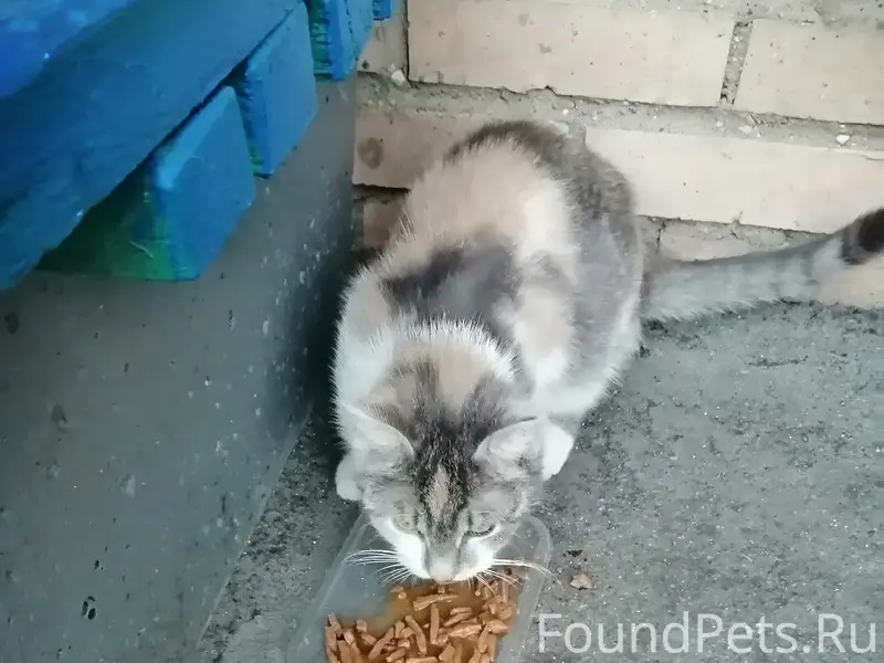 Найдена кошка, Менделеево