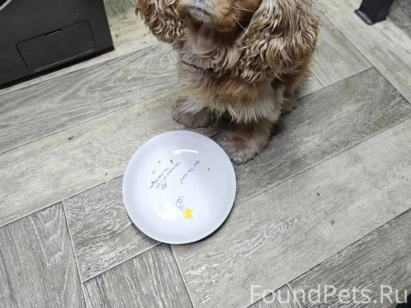 Пропал американский кокер, шлюзовская улица — романовское шоссе