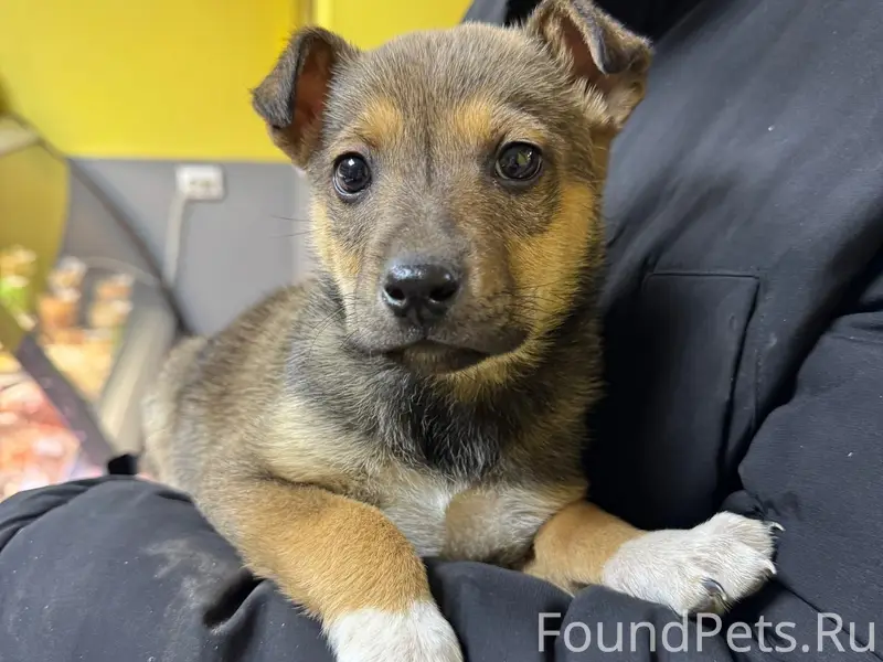 Найден щенок-мальчик, Берёзки