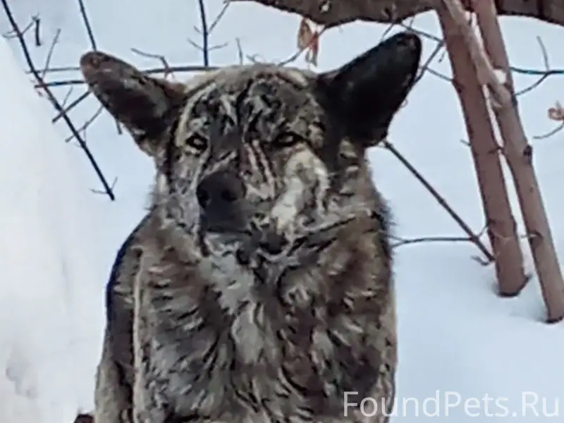 Найден домашний пёс, нуждается в помощи
