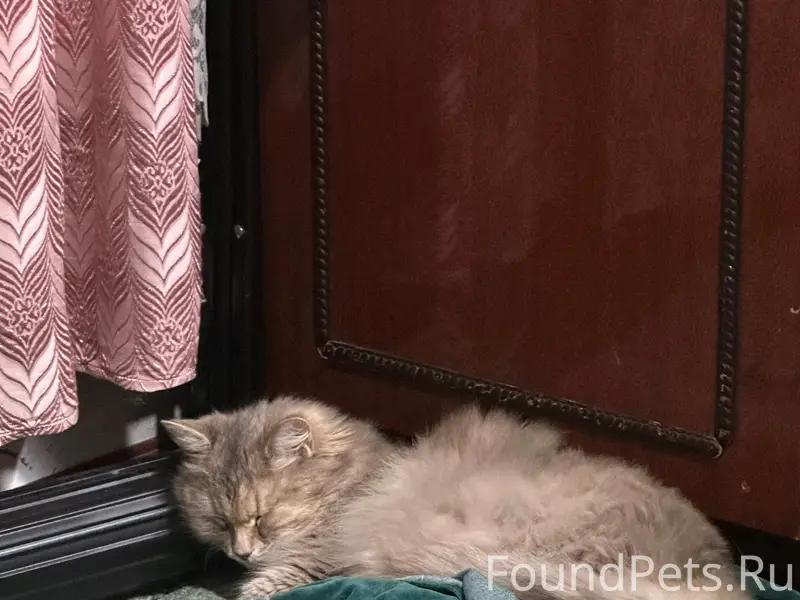 Пропала кошка,