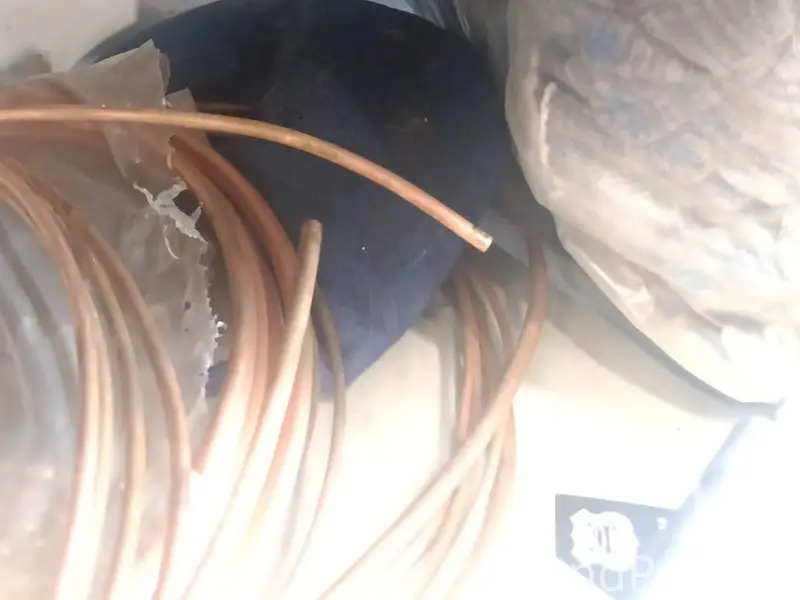 Найдена кошка, Санкт-Петербург