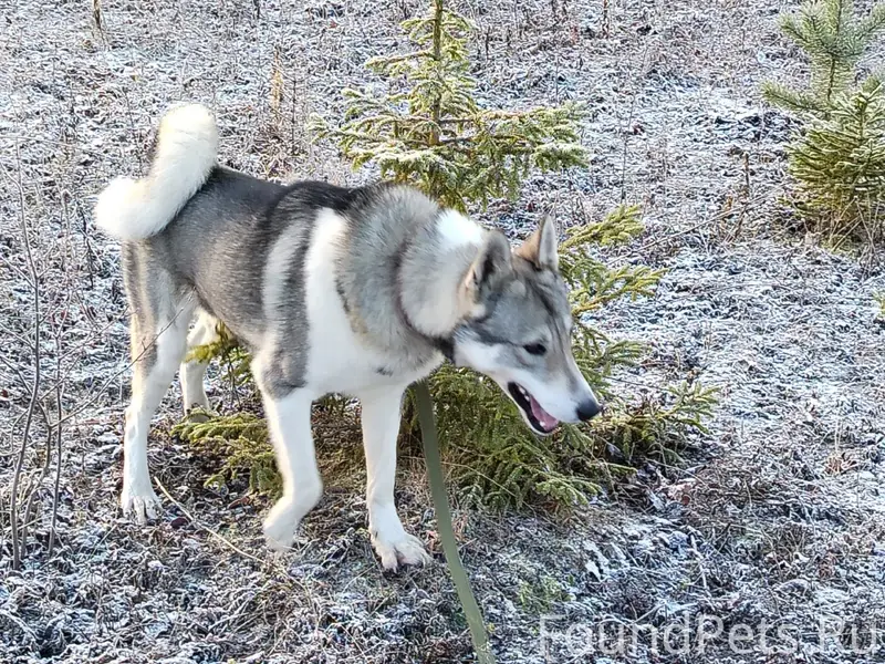 Пропал пёс, Пригородный г. Каргополь