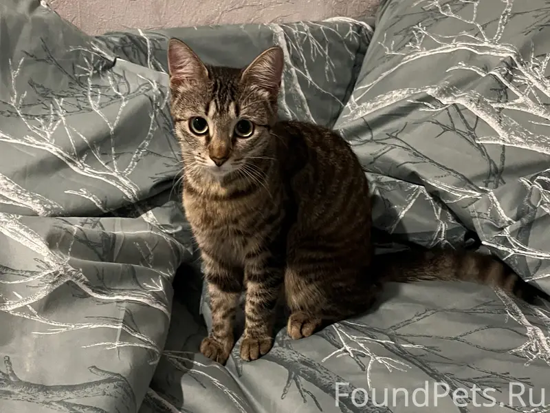 Пропала кошка Мася, район Строителей 41