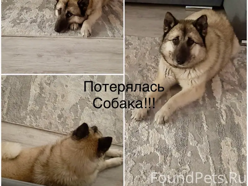 Пропал Лаки, Усолье