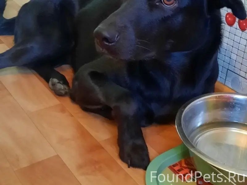 Пропал Сэм, Ленинский район