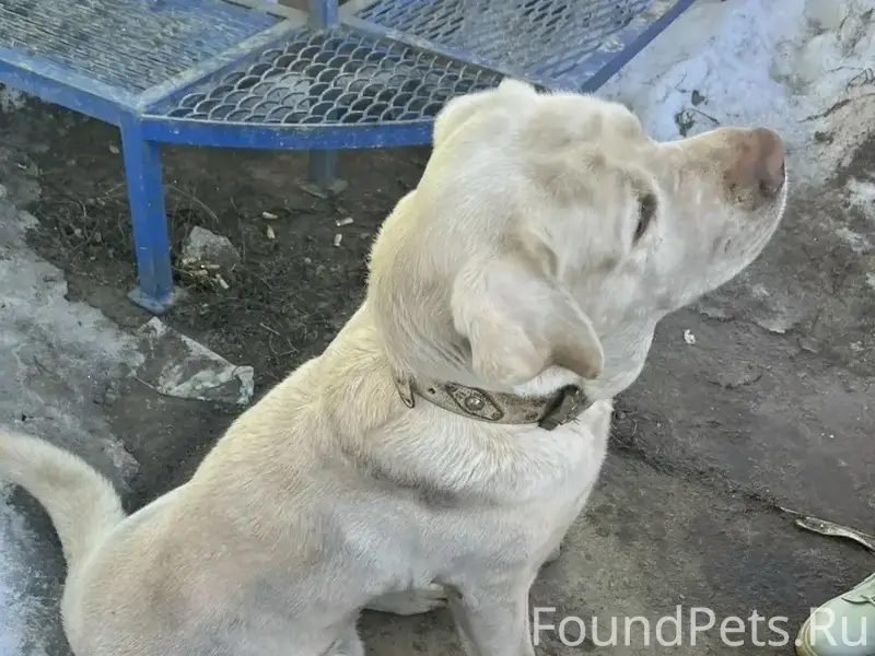 Пропала собака, живёт на заводе, ул. Берникова, г. Боровск