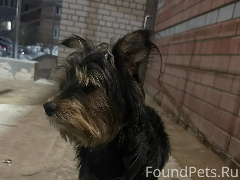 Найден тип собака, район шоколада