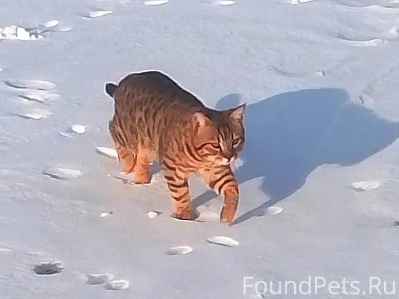 Пропал кот Тайсон, Песчаная улица