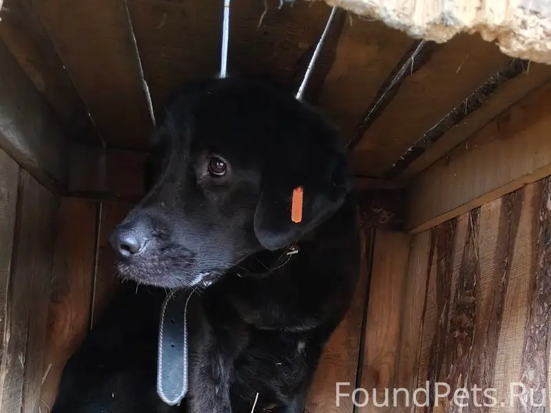 Пропал лабрадор, с. Сухобузимское