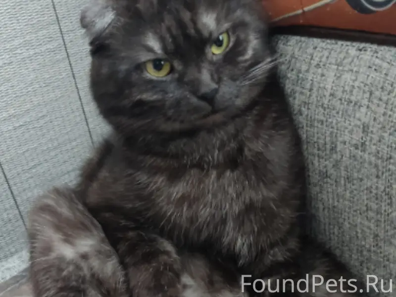 Пропал кот Гриффи