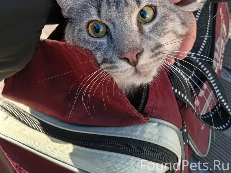 Найден кот, Санкт-Петербург, Центральный район