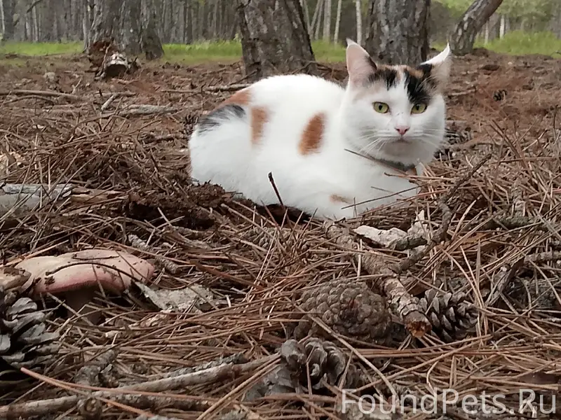 Пропала кошка Алакея, СНТ Сапун-гора