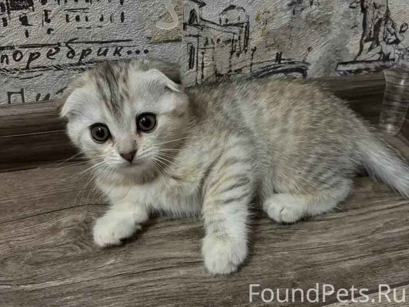 Пропала кошка, улица Сиротские дома