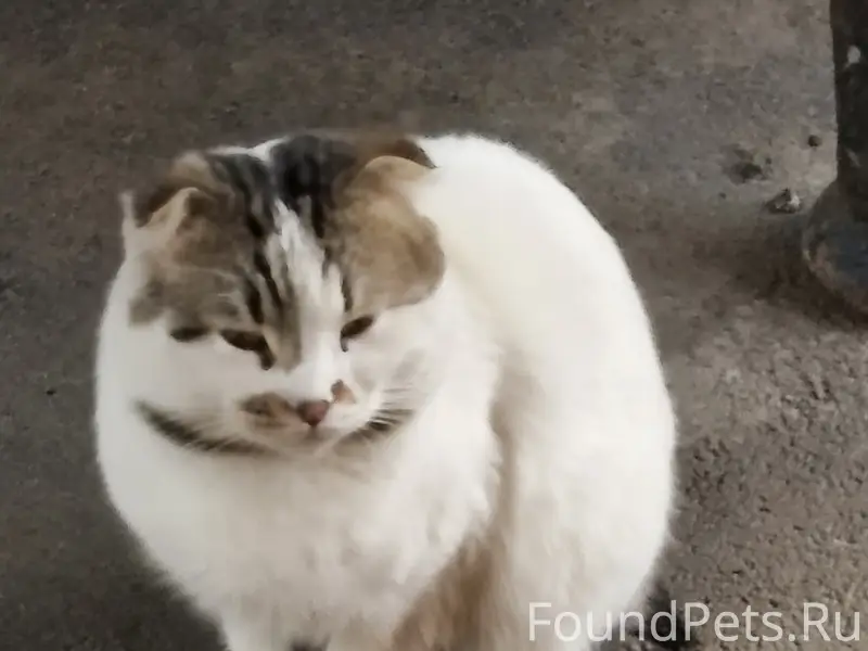 Найден вислоухий кот Боня