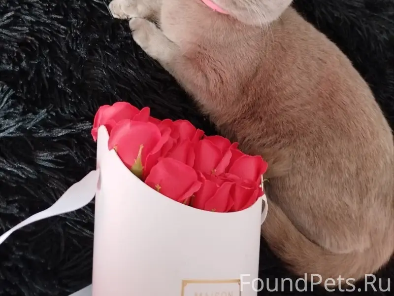 Пропала кошка Моня, ул. Московская