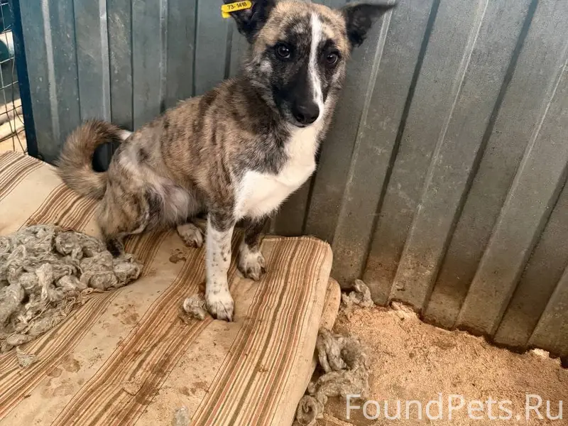 Пропала собака, район тэц2