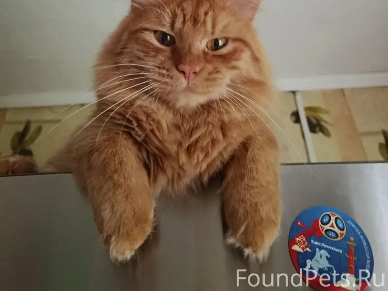 Пропал кот Лёва