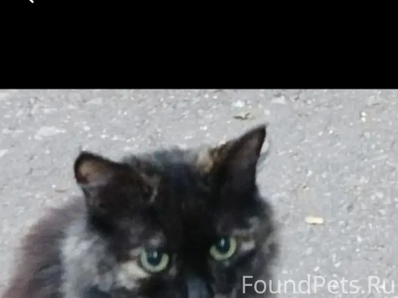 Пропала кошка, Каменка