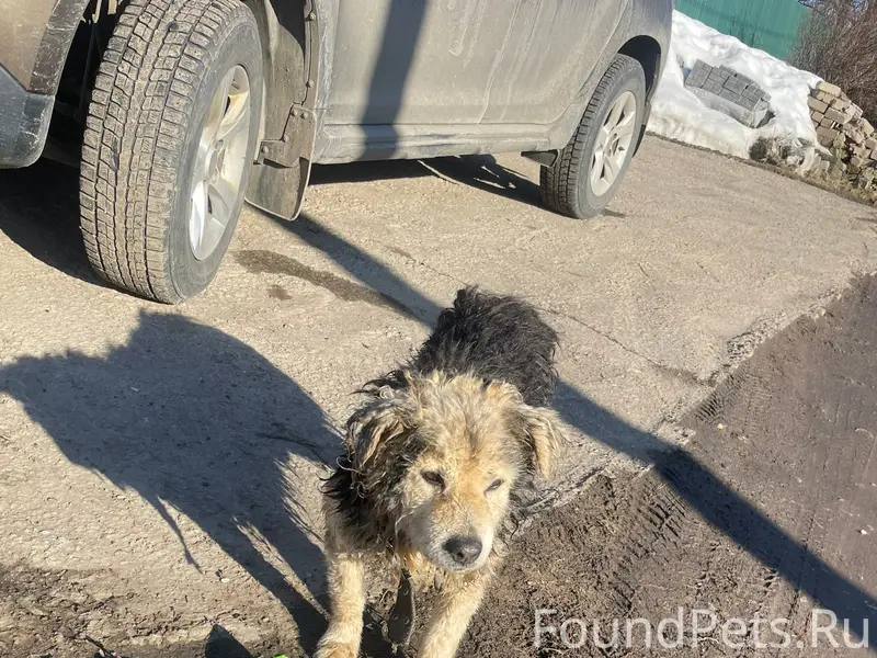 Найден бездомный пёс, Кукарино