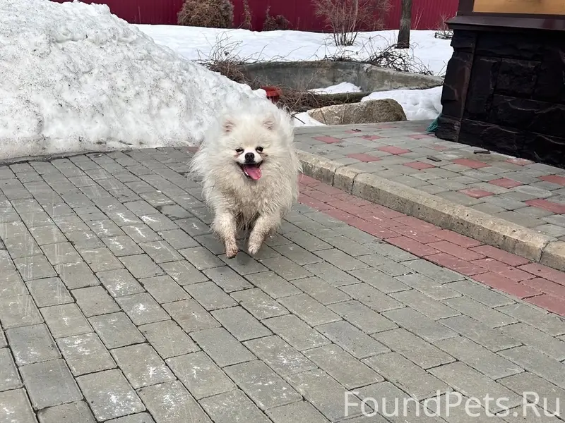 Найден тип собака, Рябково