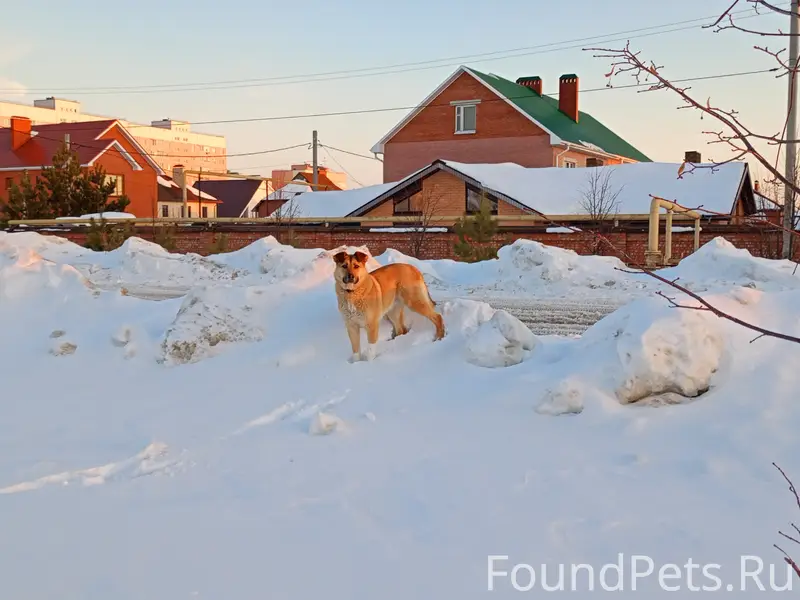 Найден пёс, [цвет: цвета заката], улица генерала Журавлёва
