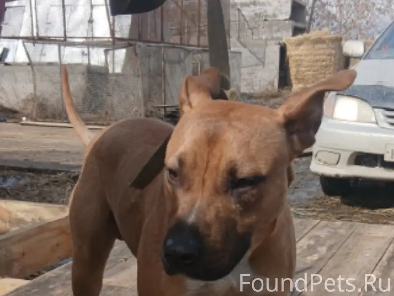 Найден тип собака, место не указано