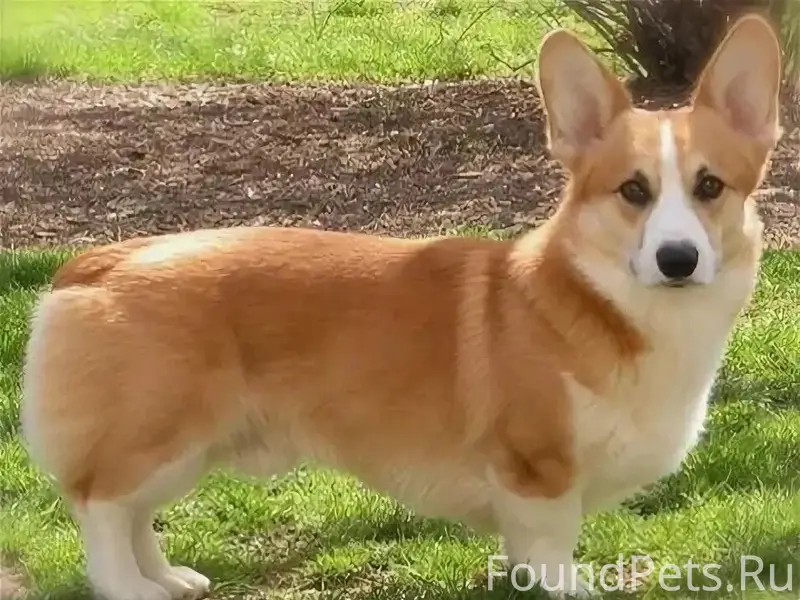 Пропала собака, центр п. Первомайский