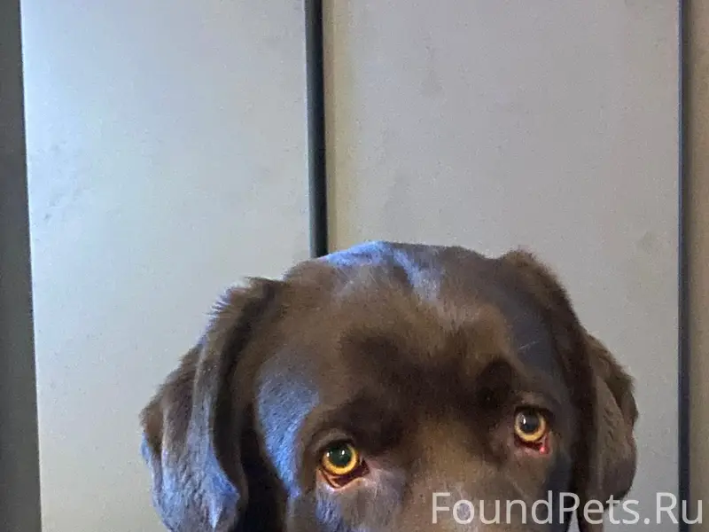 Пропал лабрадор, шоколадного окраса, квартал Жуково