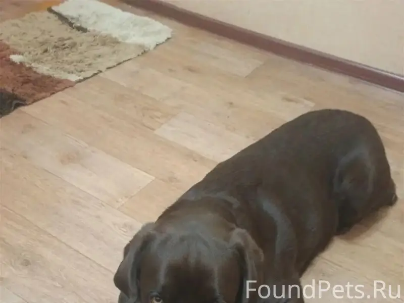 Пропал пёс Чарун, кв Жукова