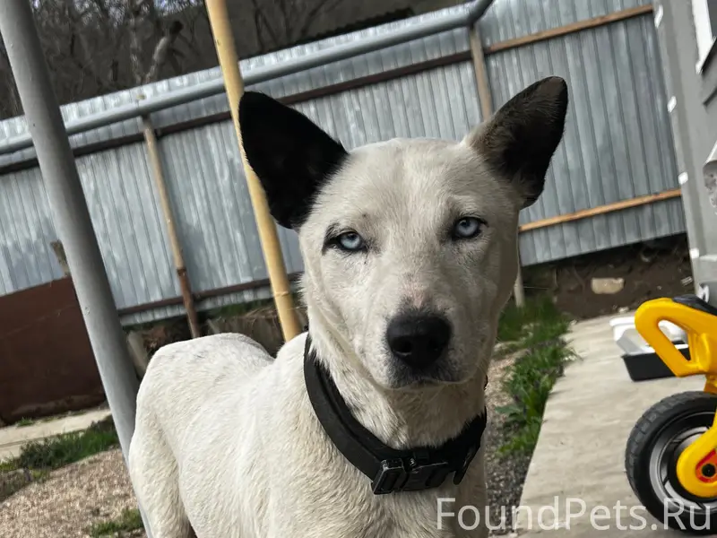 Найденна собака с ошейником, двор