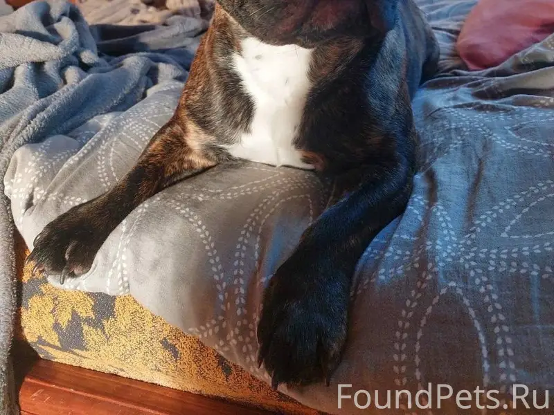 Пропала собака Руна, район гимназии