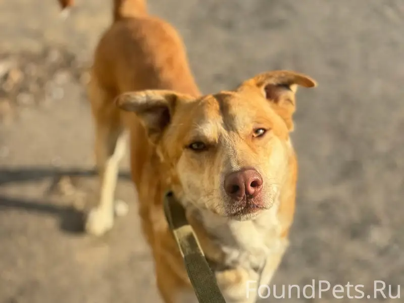 Пропал умный пёс, Наугорское шоссе