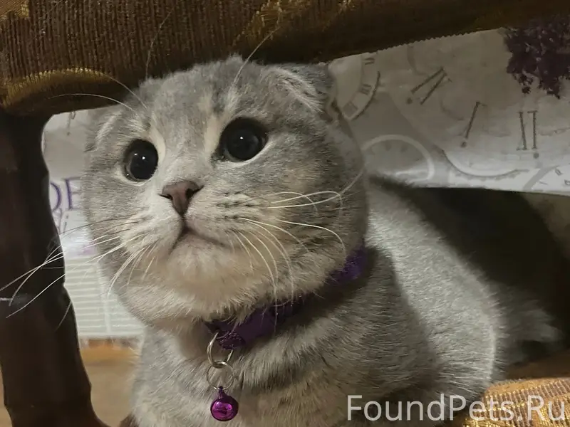 Пропал кот Лио, улица Центральная 92 В