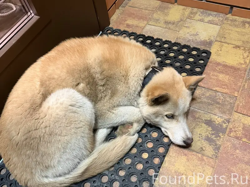 Найден щенок, [место: перекресток Воронина-Метелева]